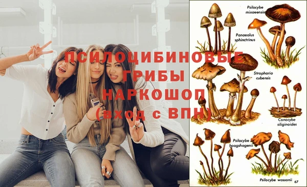 индика Беломорск